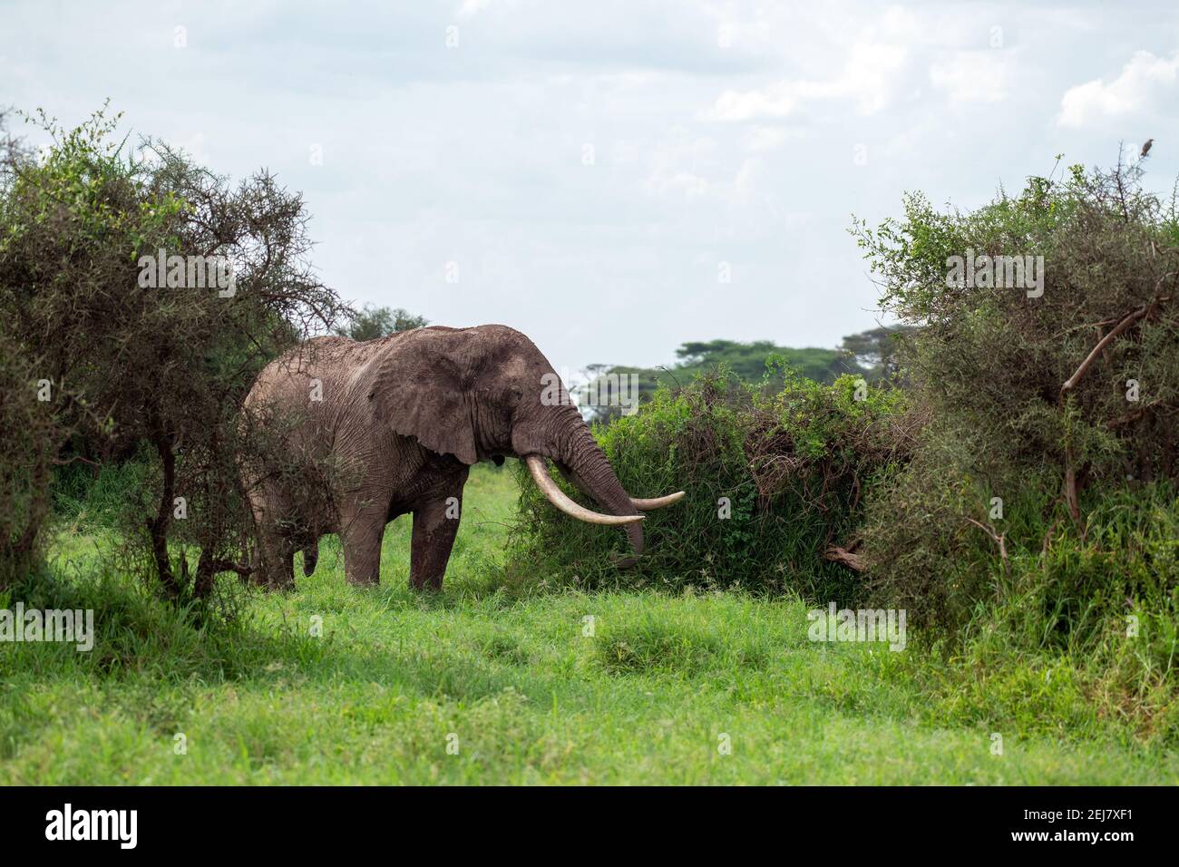 African Bush elephant (Loxodonta africana) wondering around the bushes of africa .safari in amboseli national park, kenya near mt kilimanjaro Stock Photo