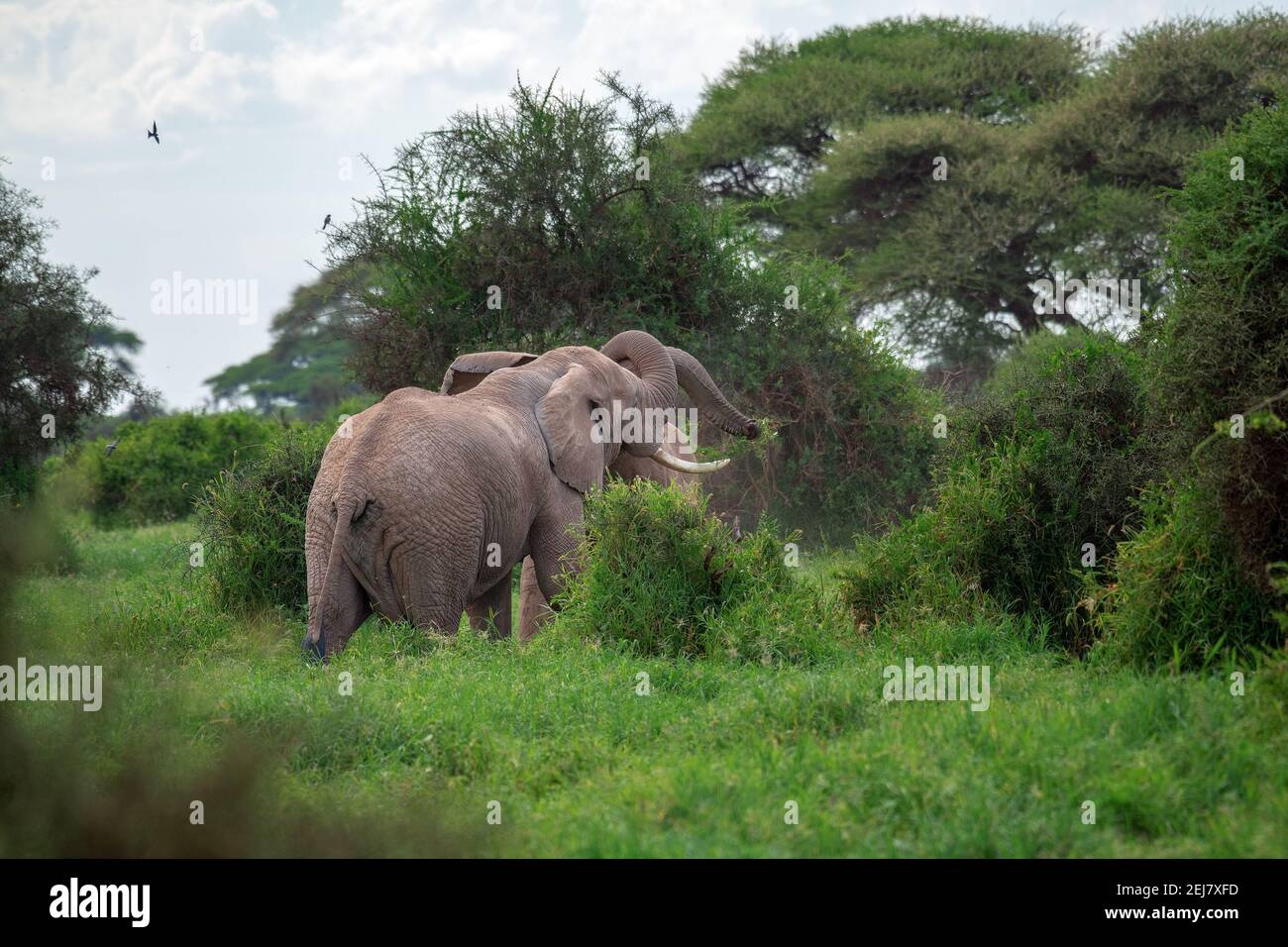 African bush elephant (Loxodonta africana) fighting head to head in Amboseli national park , kenya which is near to Mount Kilimanjaro, Tanzania Stock Photo