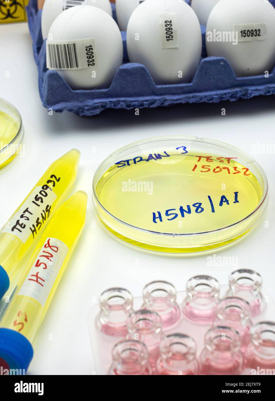 new strain of H5N8 avian influenza infected in humans, petri dish with samples, conceptual image Stock Photo