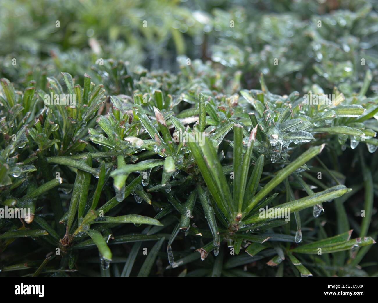 Yew plum pine bush covered with ice Stock Photo