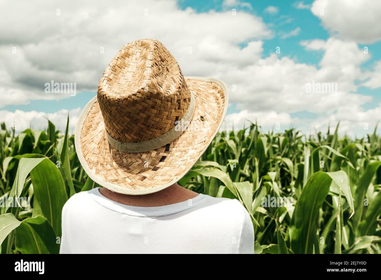Rear view of female farmer looking at green corn maize crop field in ...