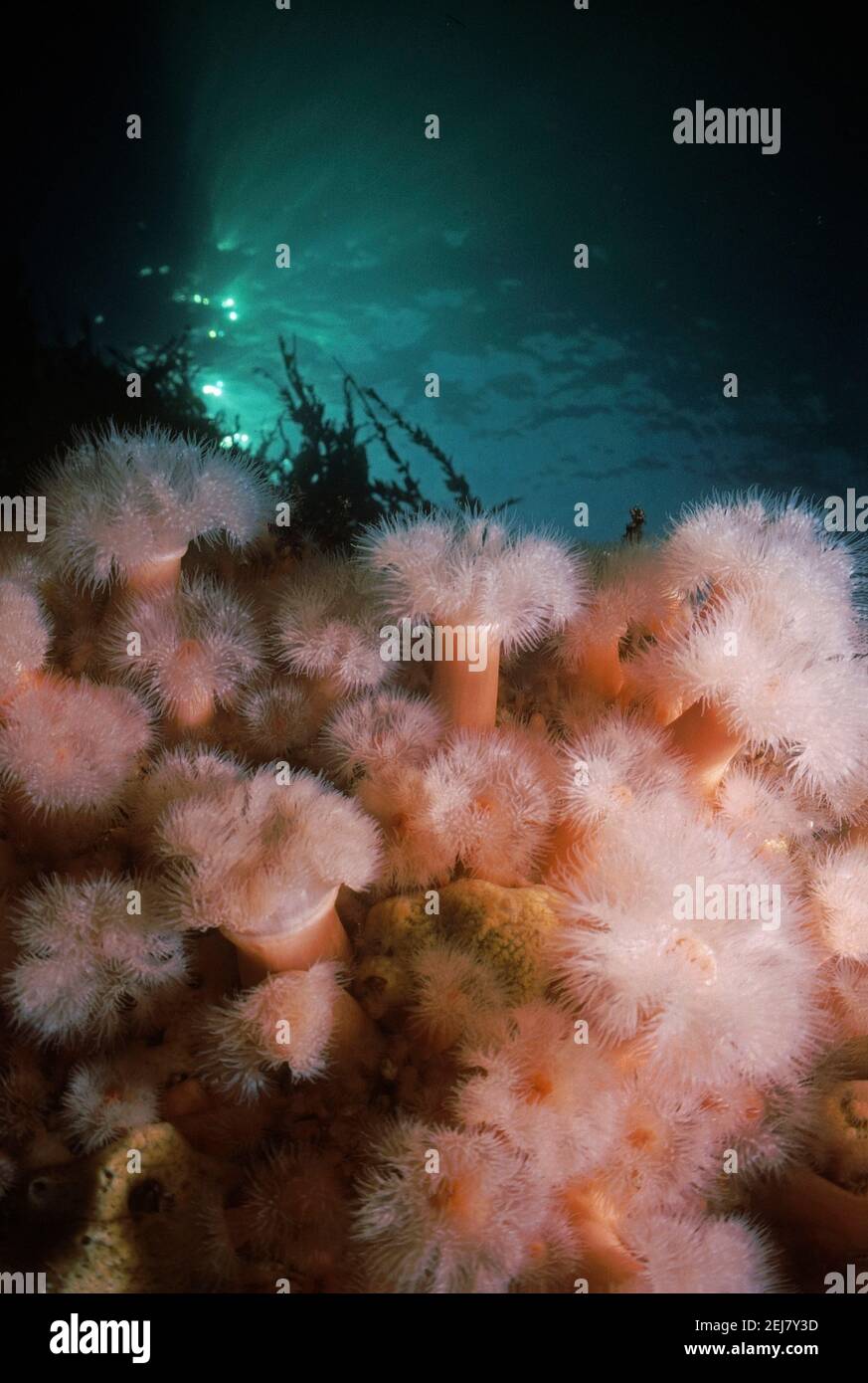 Plumose anemone (Metridium dianthus) group on cliff face, UK. Stock Photo