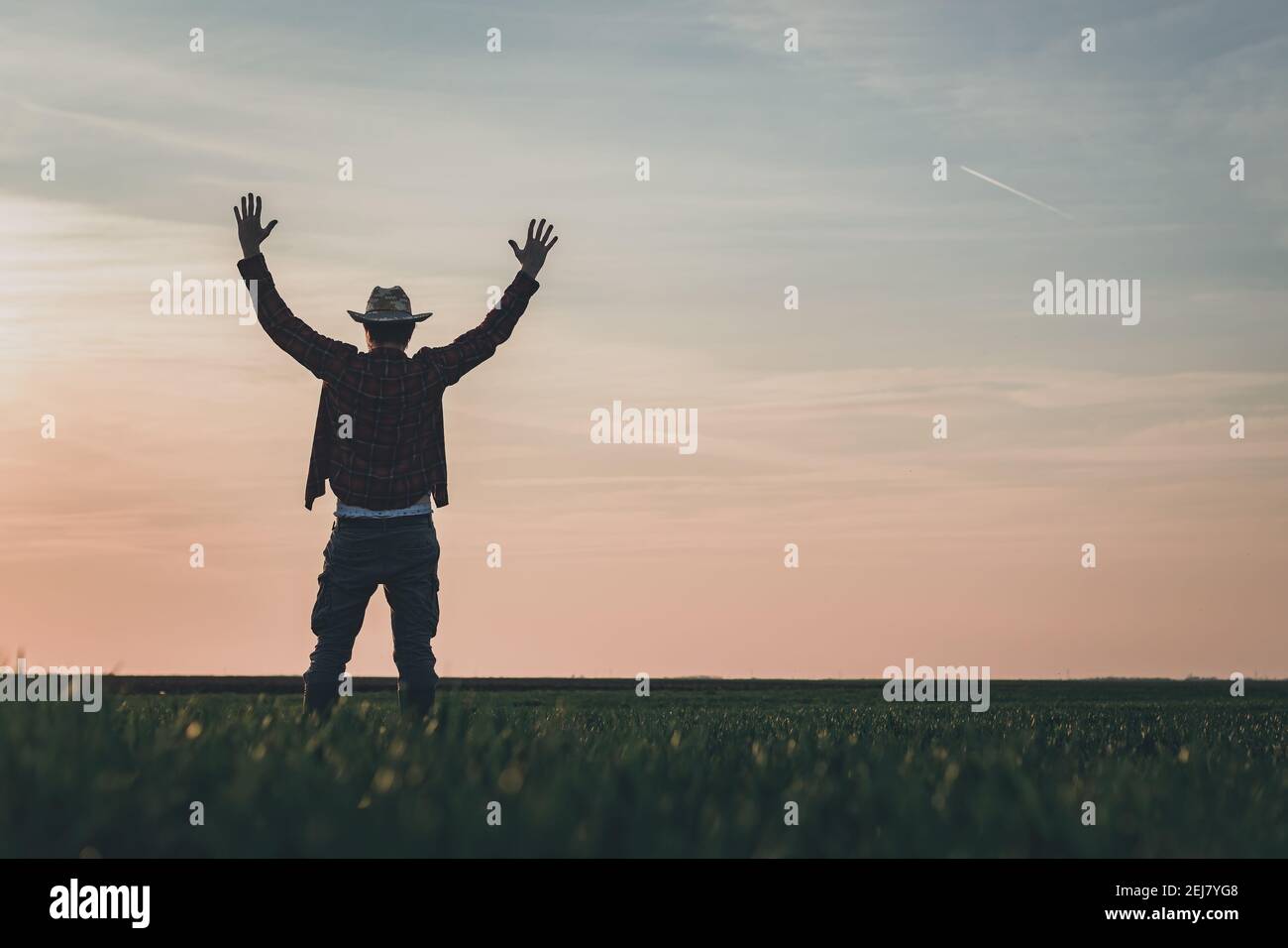 Satisfied farmer in wheatgrass field with hands raised, proud and happy he is celebrating success Stock Photo