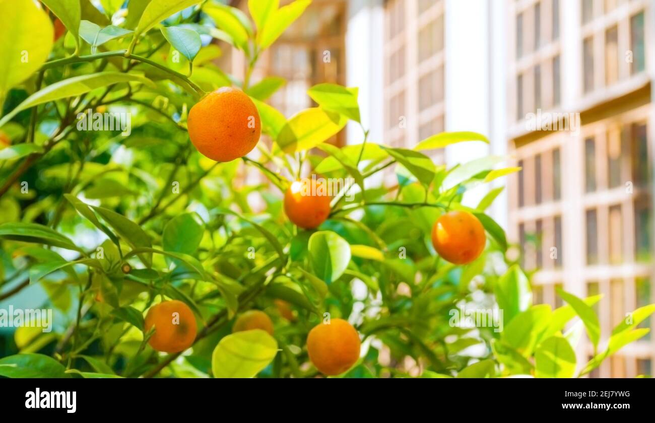 Kumquat fruits in summer garden. Fortunella japonica kumquats growing at the tree Stock Photo