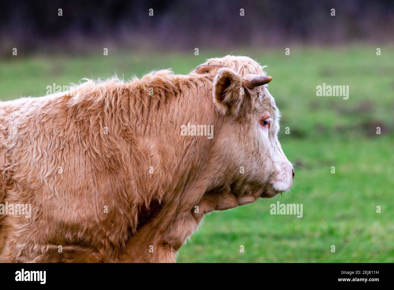portrait of cow in pasture Stock Photo - Alamy