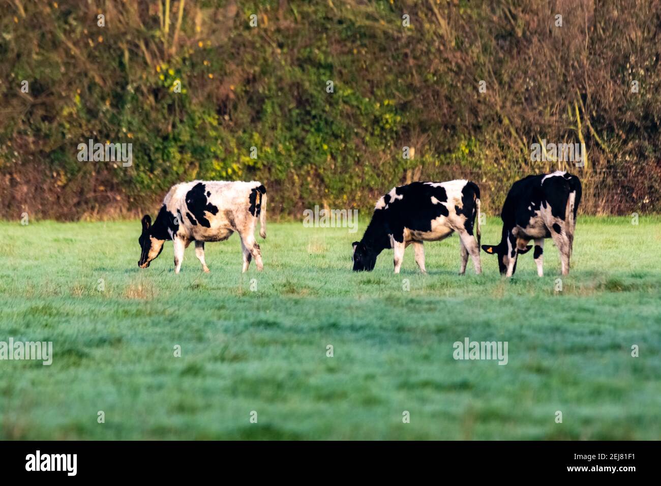 group of holstein coxs in pasture Stock Photo Alamy