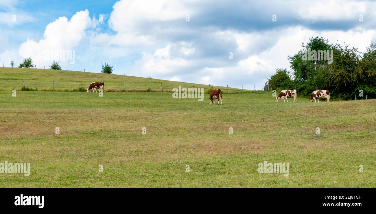landscape with montbeliard cows Stock Photo