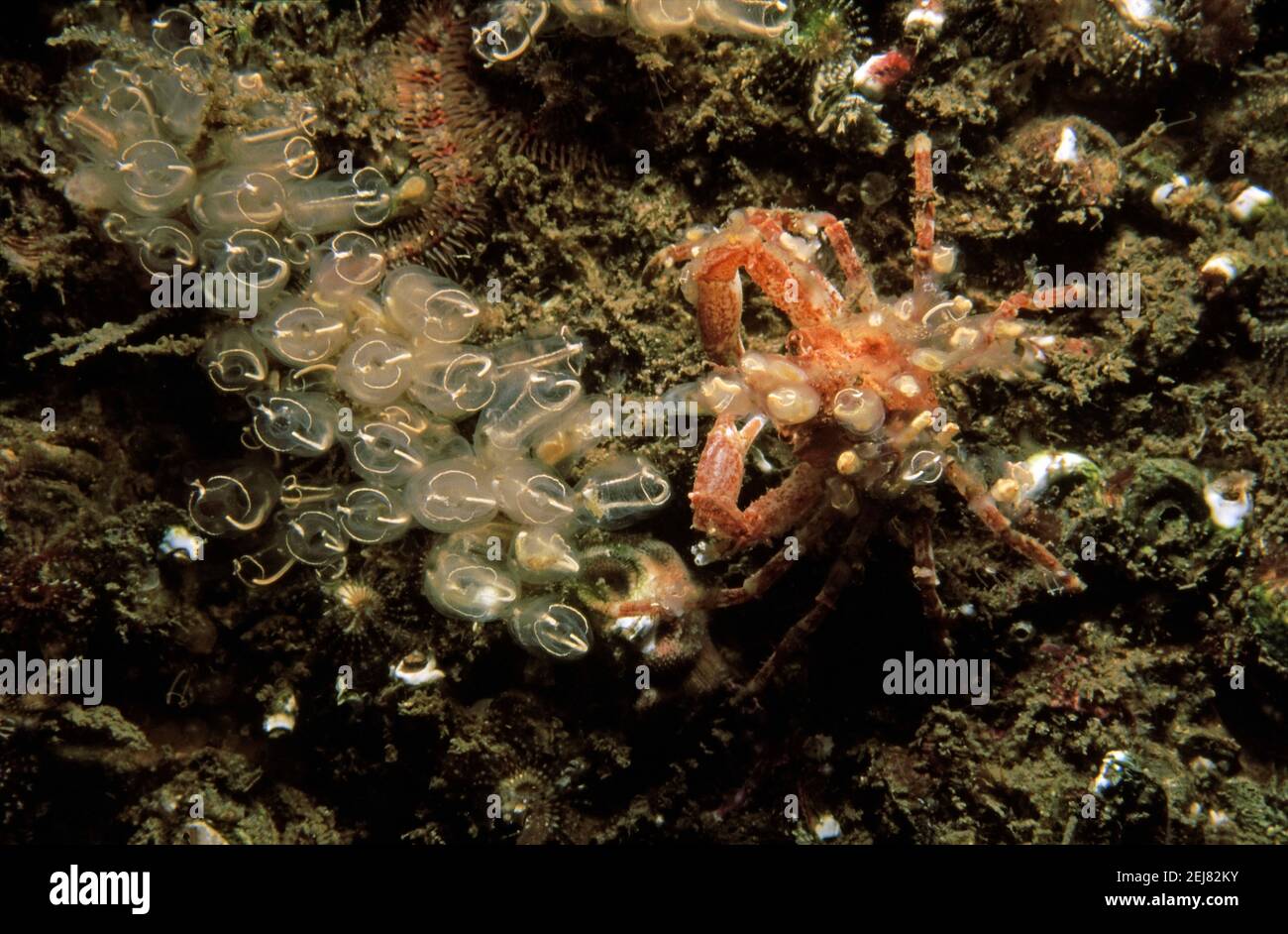 Scorpion spider crab (Inachus dorsettensis) camouflaging itself, UK. Stock Photo
