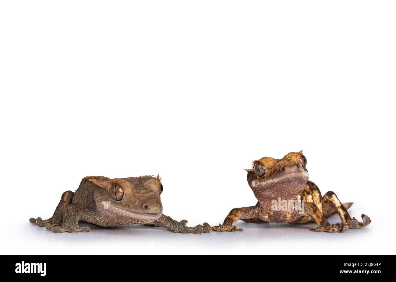 Eye level of two Crested Gecko's aka Correlophus ciliatus. Standing facing front and holding hands. Isolated on white background. Stock Photo