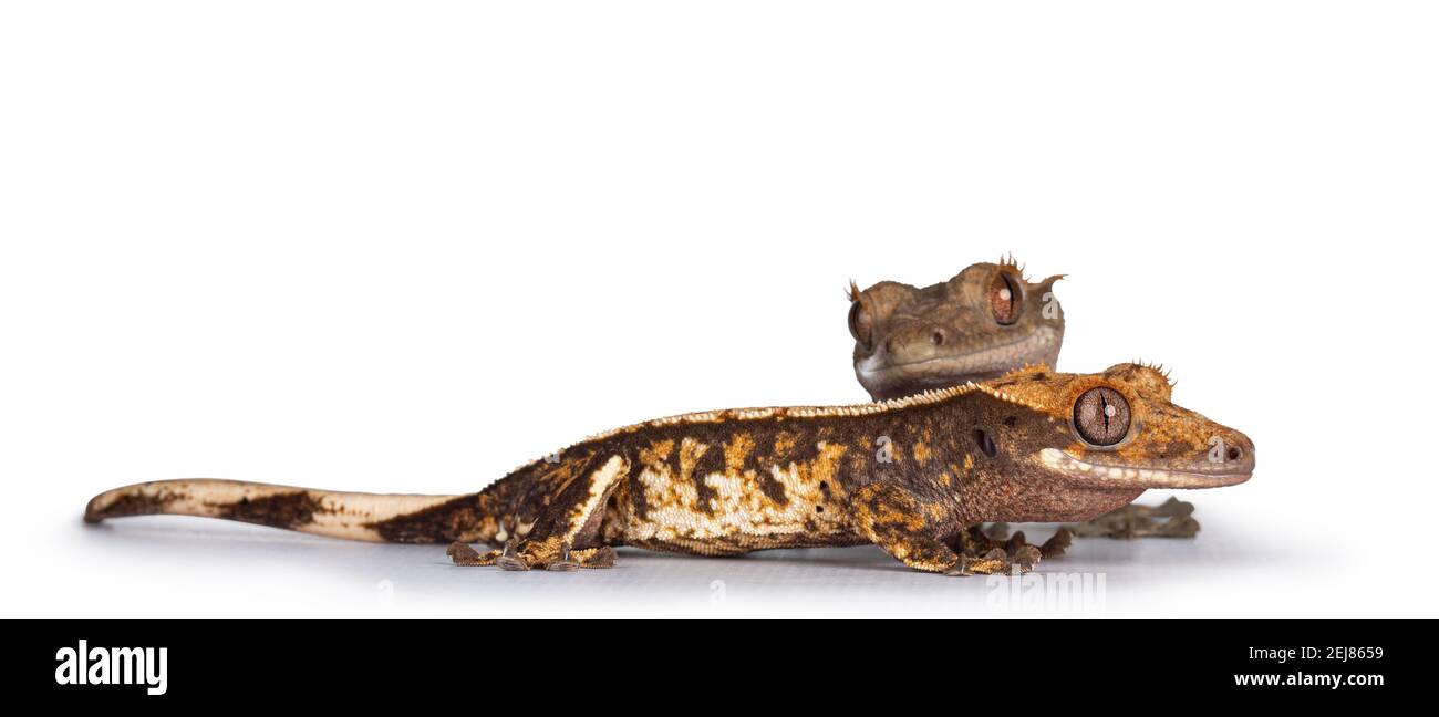 Eye level of two Crested Gecko's aka Correlophus ciliatus. Standing side ways. Isolated on white background. Stock Photo