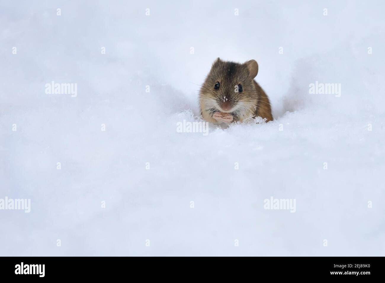 striped field mouse Stock Photo