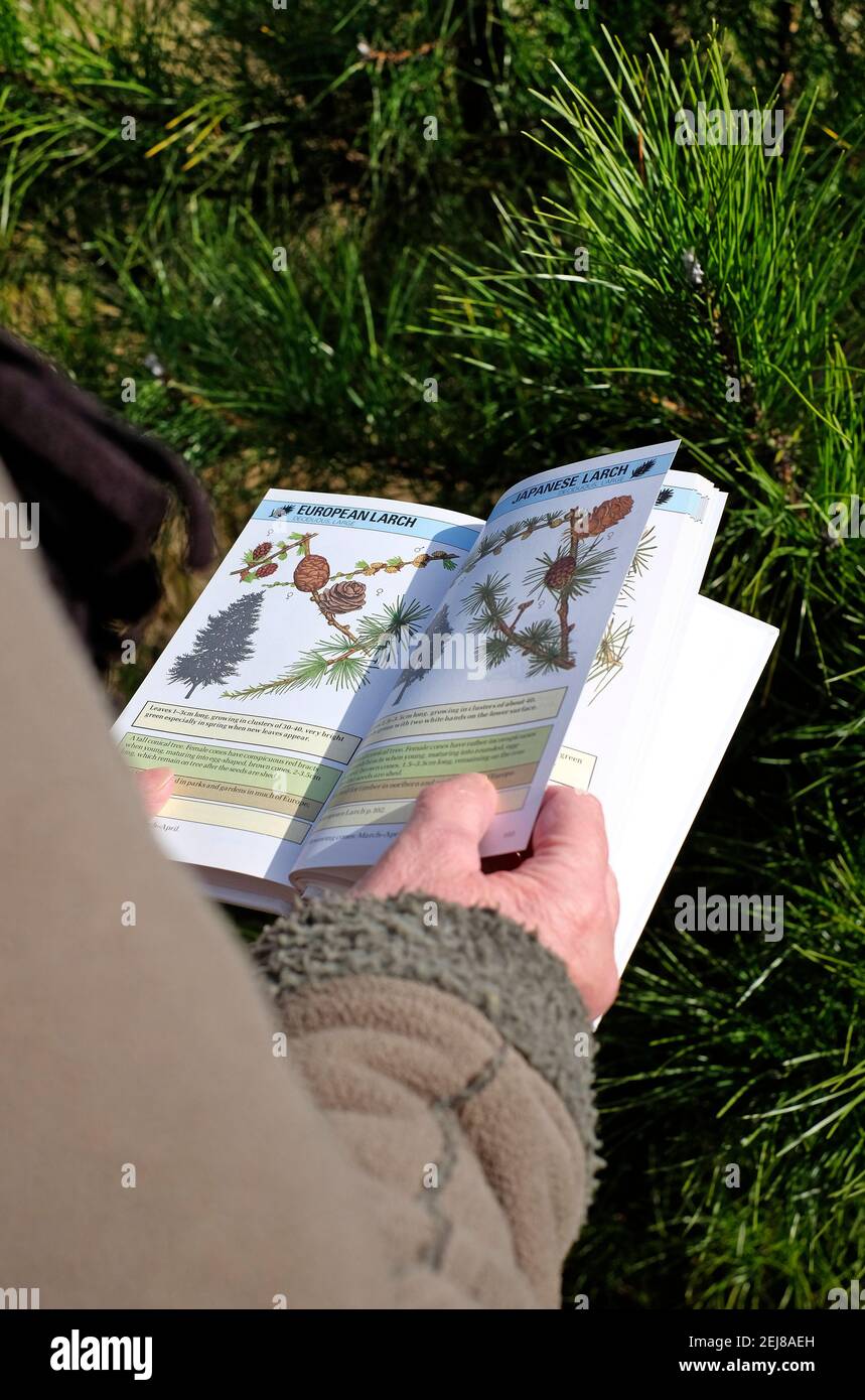 tree recognition book being used in pine woodland, holkham, north