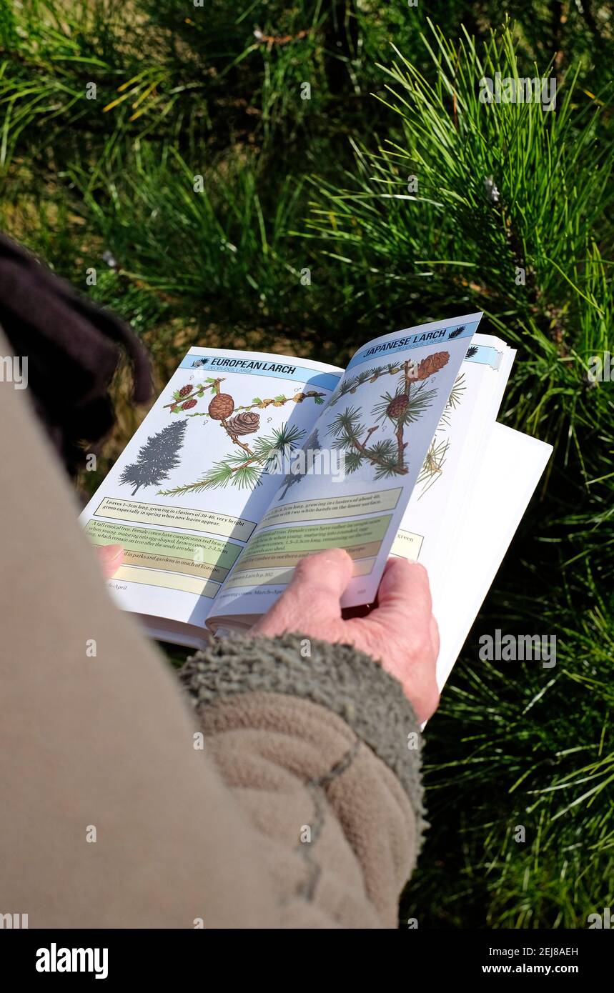 tree recognition book being used in pine woodland, holkham, north norfolk, england Stock Photo