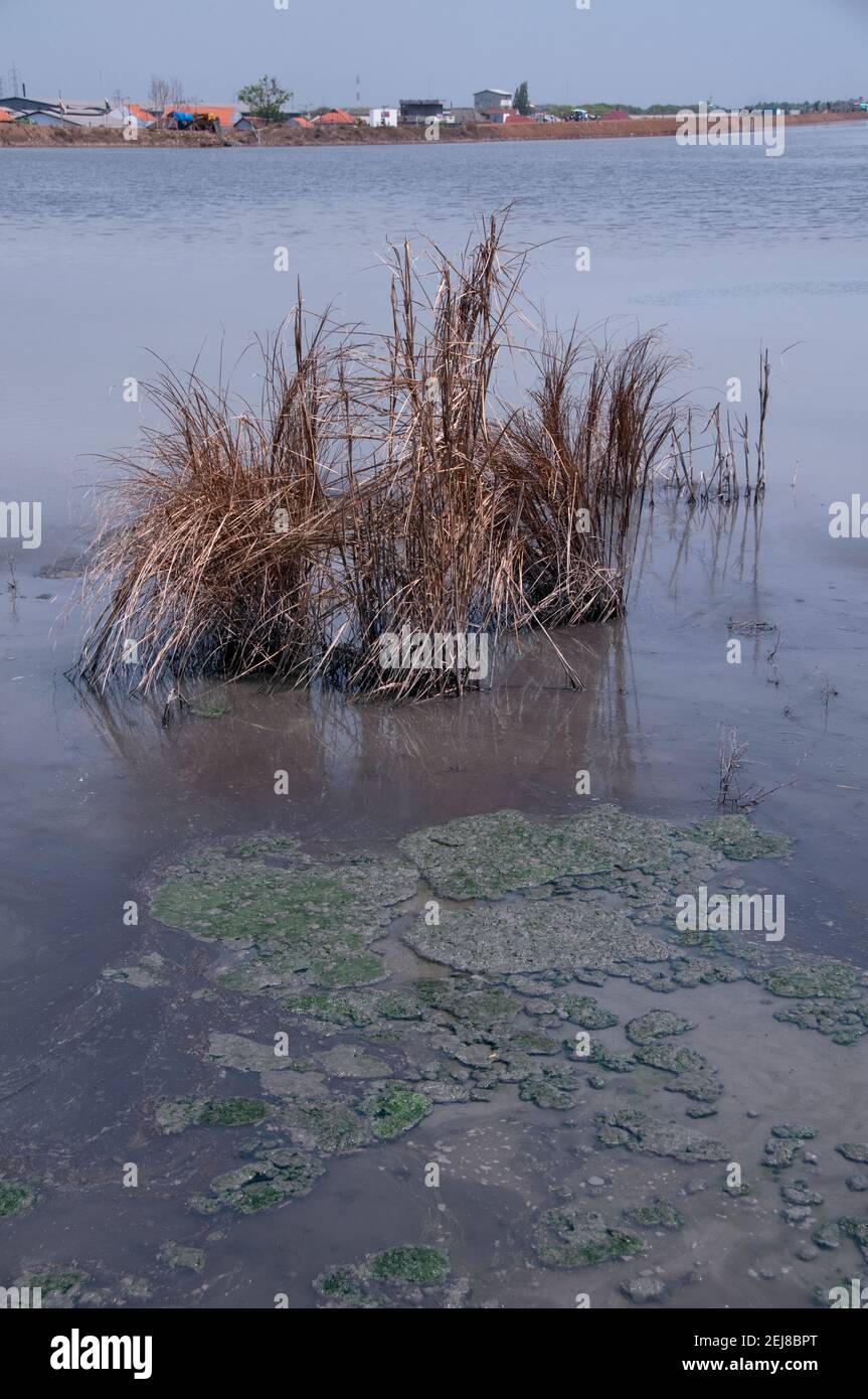 Long grass in mud lake environmental disaster and mud flow geyser which developed after drilling incident, Porong Sidoarjo, near Surabaya, East Java, Stock Photo