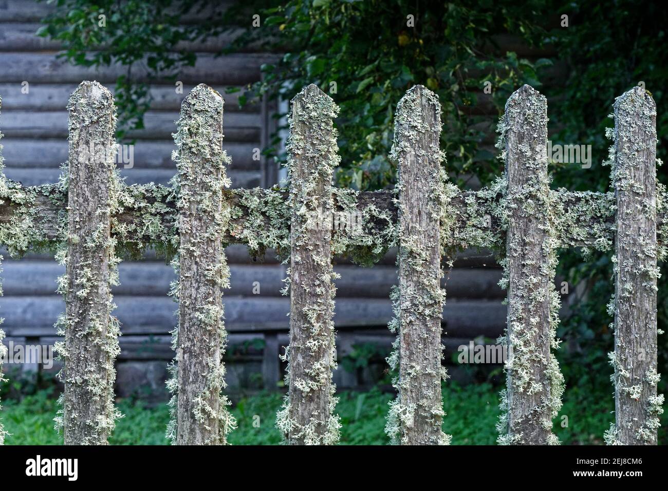 Fragment of an old fence covered with lichen. Stock Photo