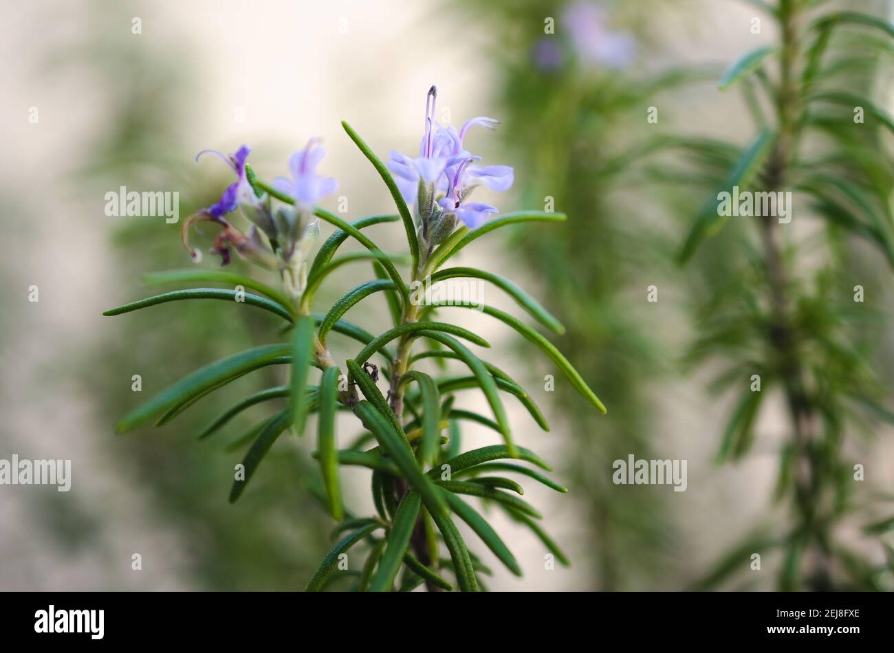 Rosemary flowers blooming in the bush Stock Photo Alamy