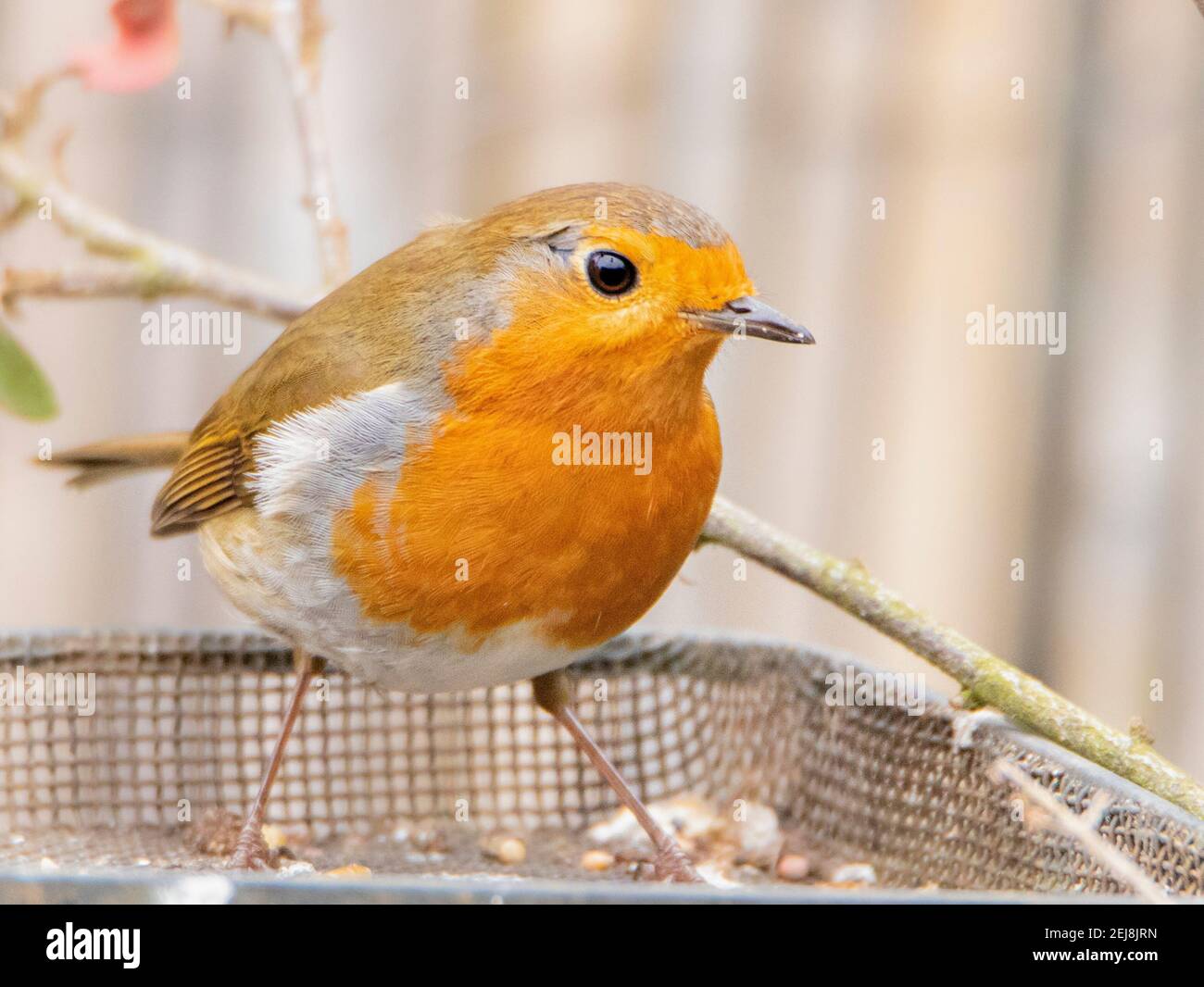 European Robin, Erithacus rubecula, perched in a British Garden, Bedfordshire, March 2021 Stock Photo