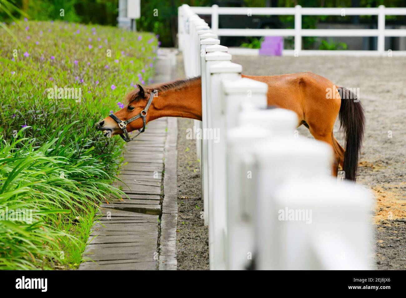 Young brown color horse have fun, reaching through fence for eating
