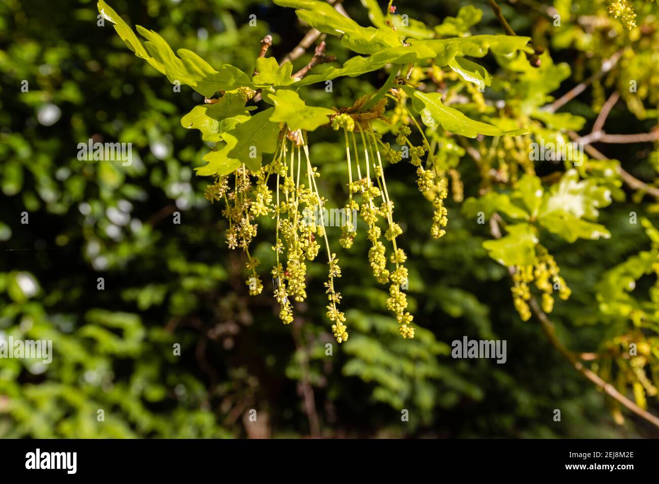 Long, yellow hanging catkins of an English oak tree (Quercus robur) and