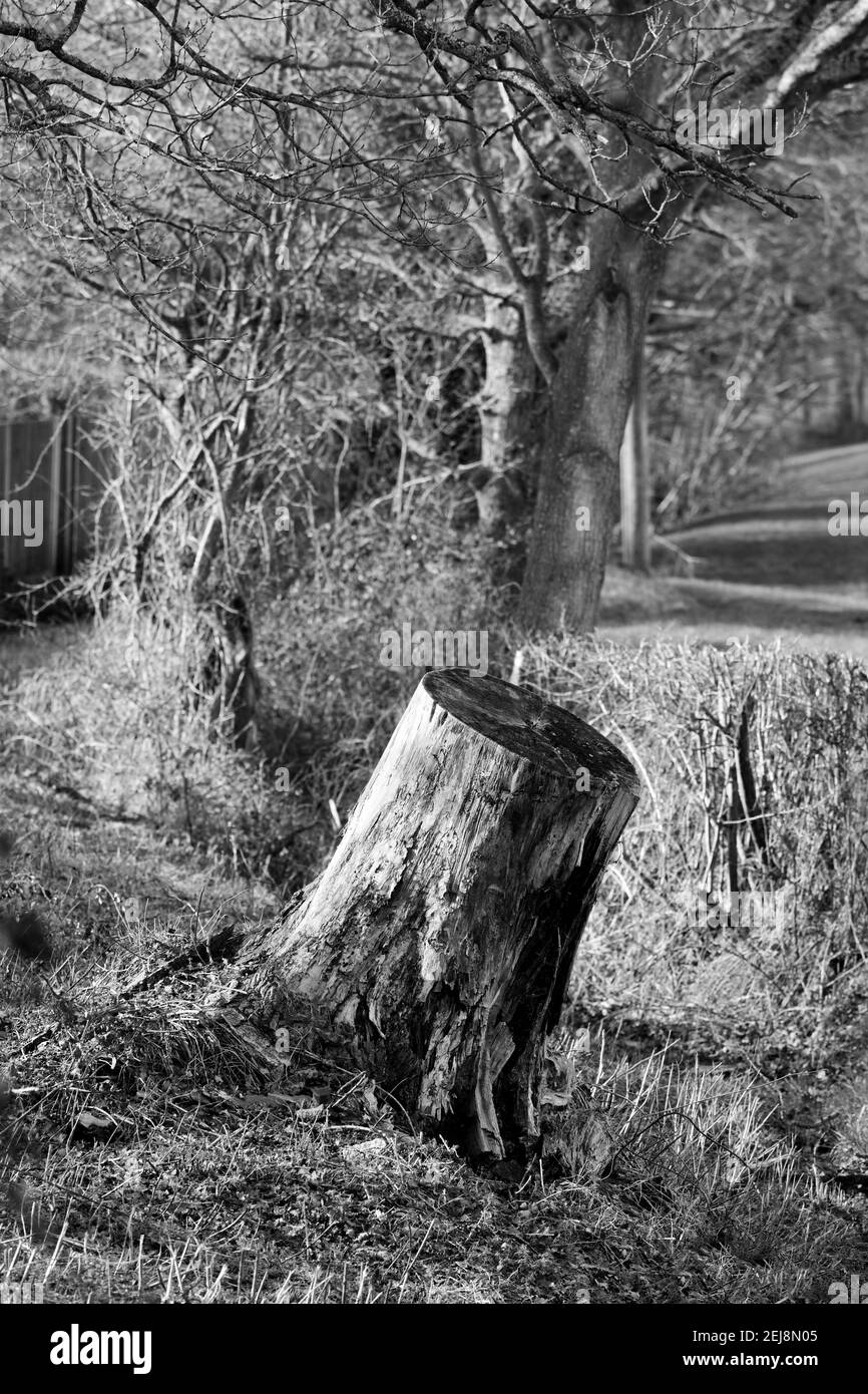 Tree sawn Black and White Stock Photos & Images - Alamy