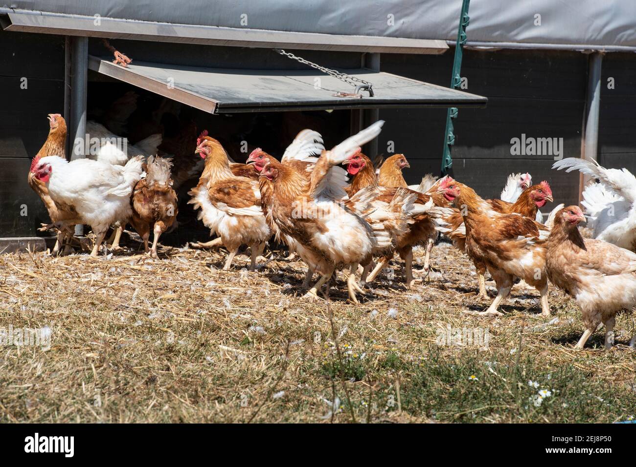 a free-range flock of hens for commercial egg production Stock Photo