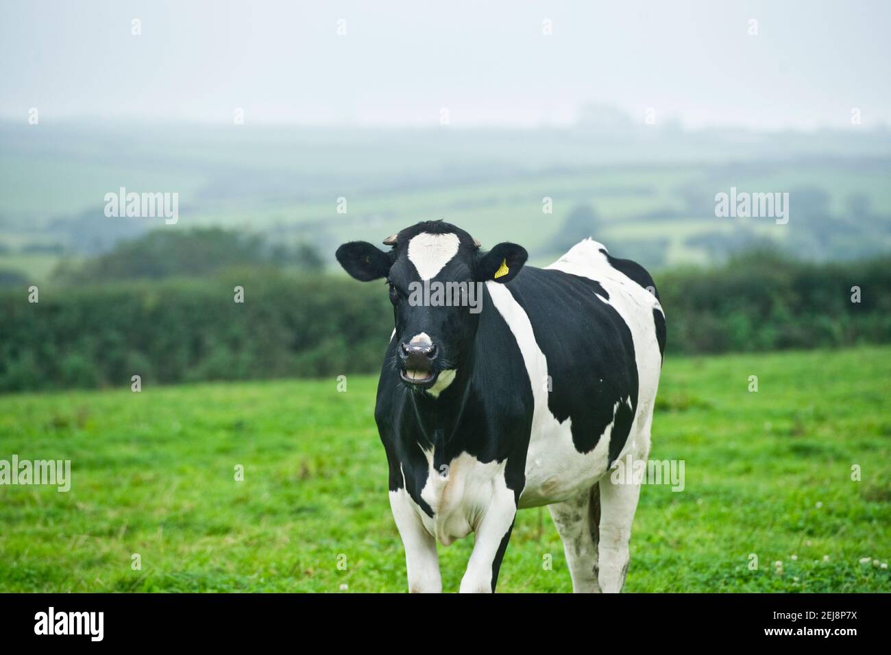 bullock produced for veal as by product of dairy industry Stock Photo