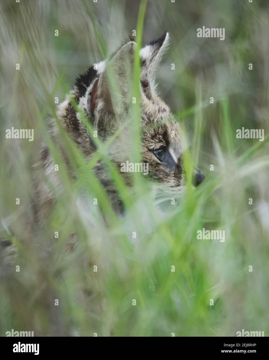 Serval cat stalking prey in tall grass Stock Photo - Alamy