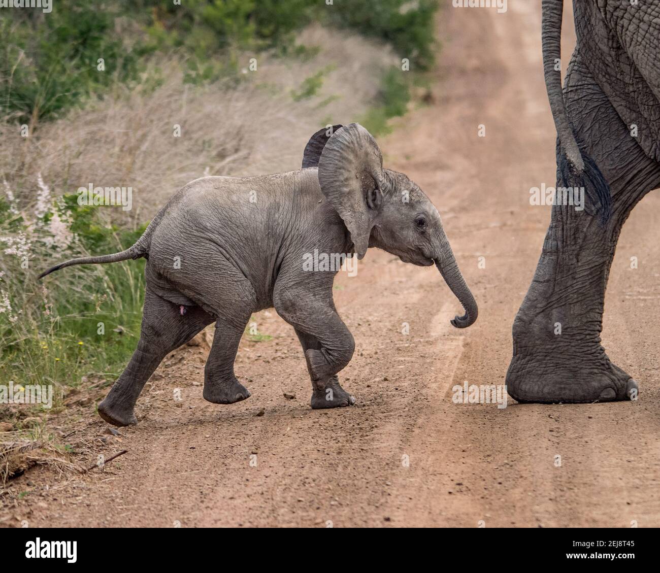 Baby Elephant following mom around Stock Photo Alamy