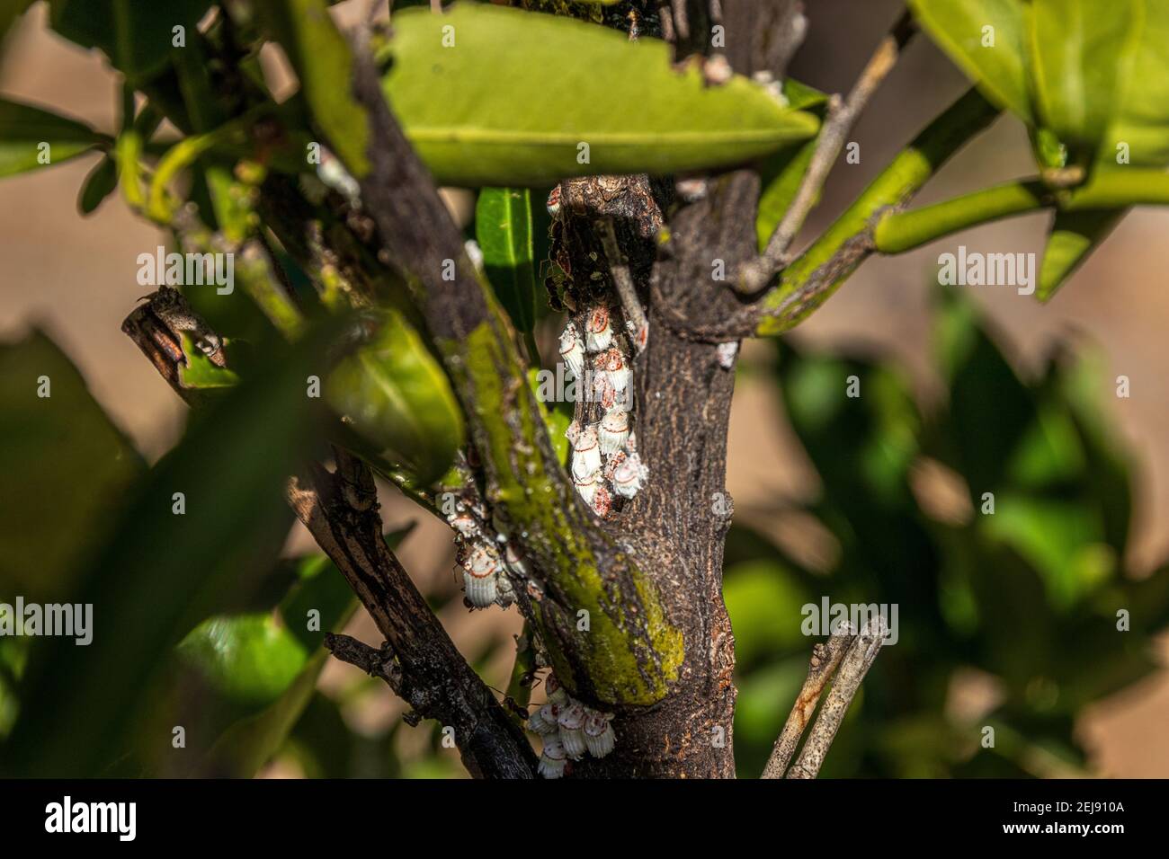 Icerya purchasi, Cottony cushion scale Stock Photo Alamy