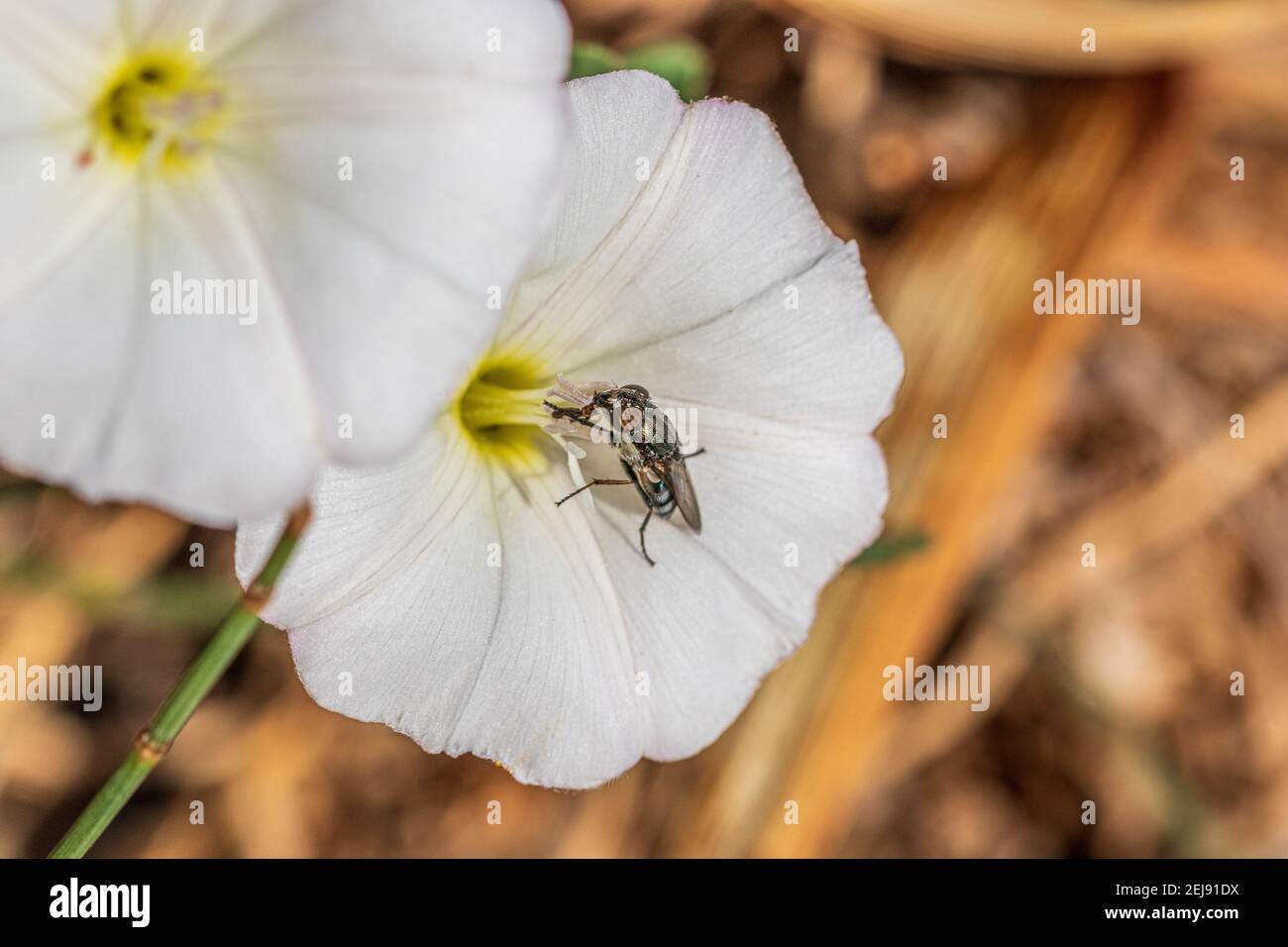 Stomorhina lunata, Female Locust Blowfly on a Flower Stock Photo