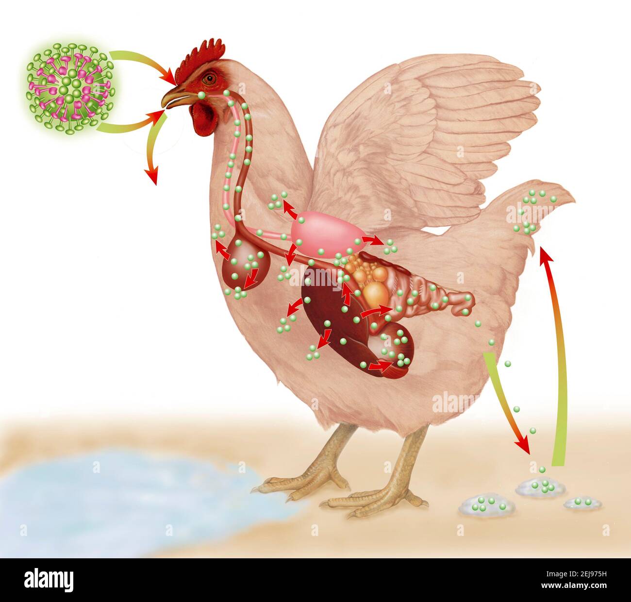 Профилактика распространения птичьего гриппа