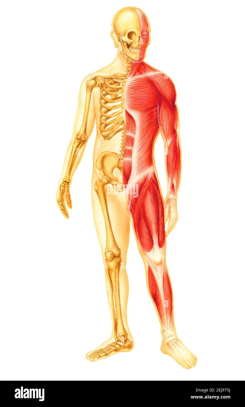 Muscle, drawing Stock Photo
