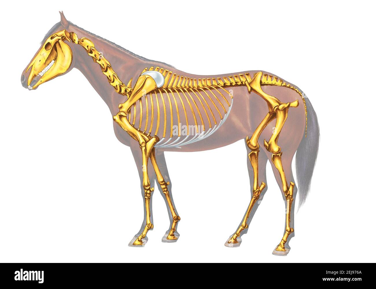 Horse skeleton Stock Photo