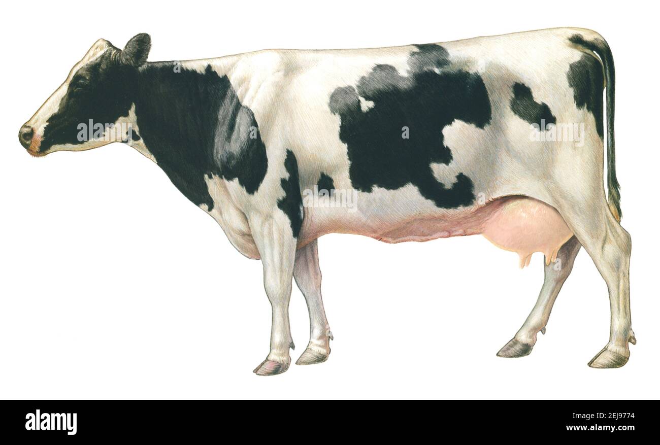 Domestic cow Stock Photo