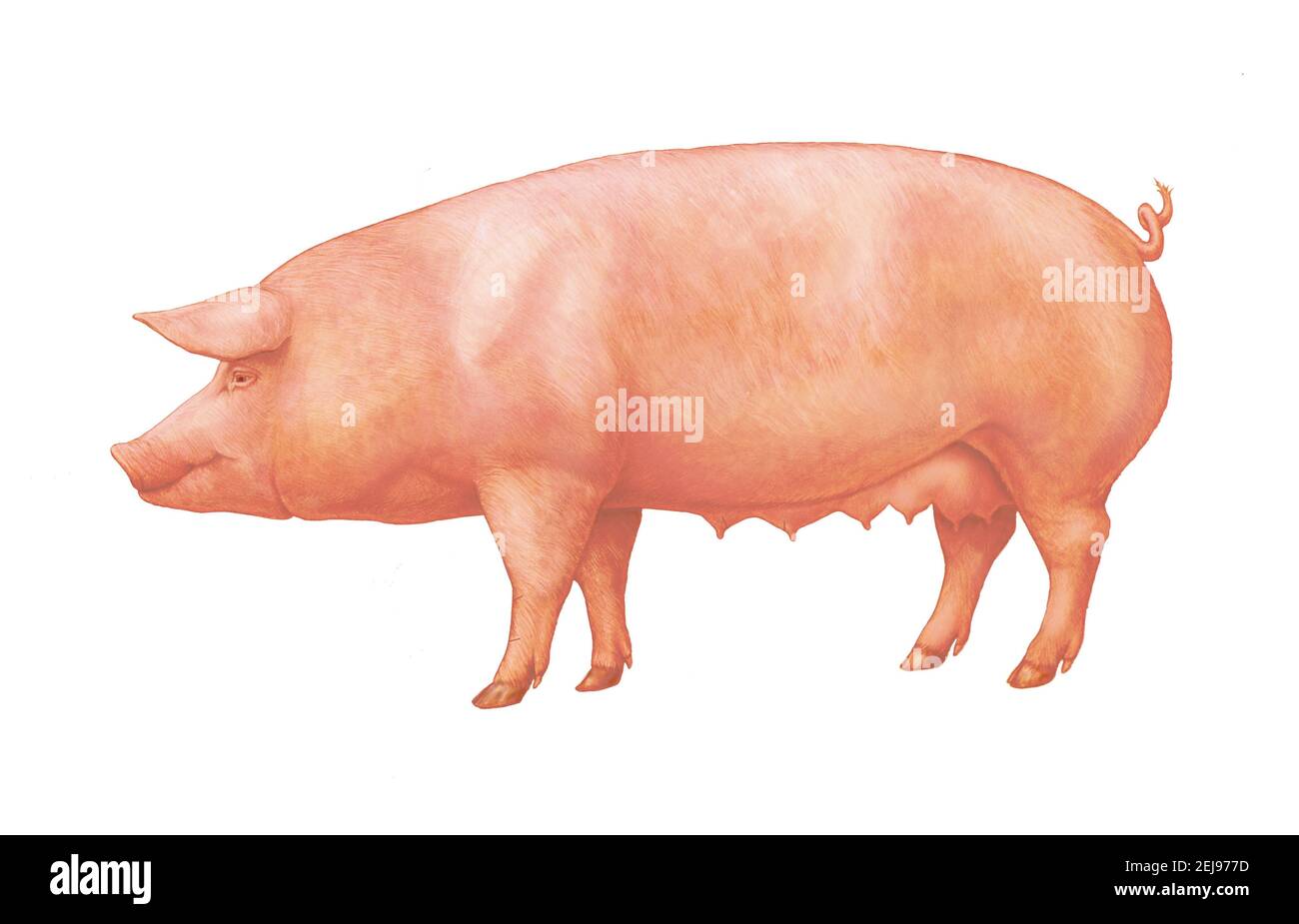 Pig Cut Out Stock Images & Pictures Alamy