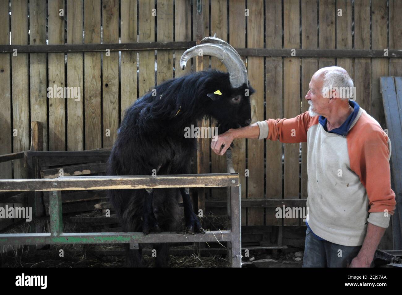 Goat Milk Production Beyond Pregnancy - ddtppfl
