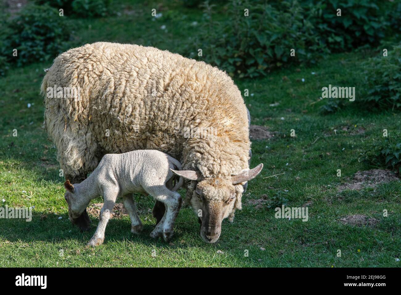 Ewe and lamb in normandy, france Stock Photo