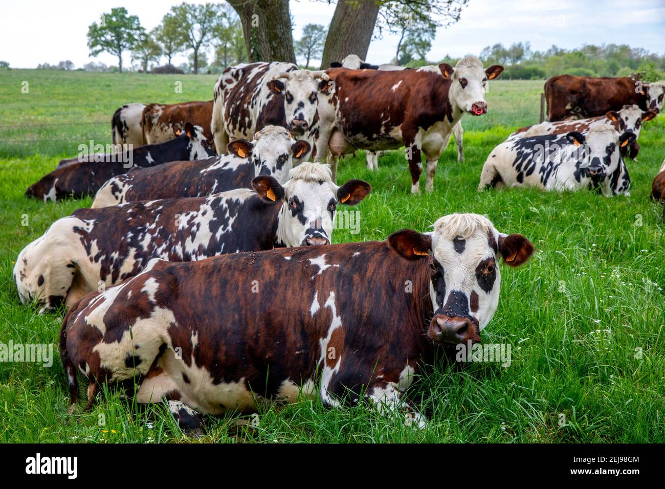 Cows in eure, france Stock Photo