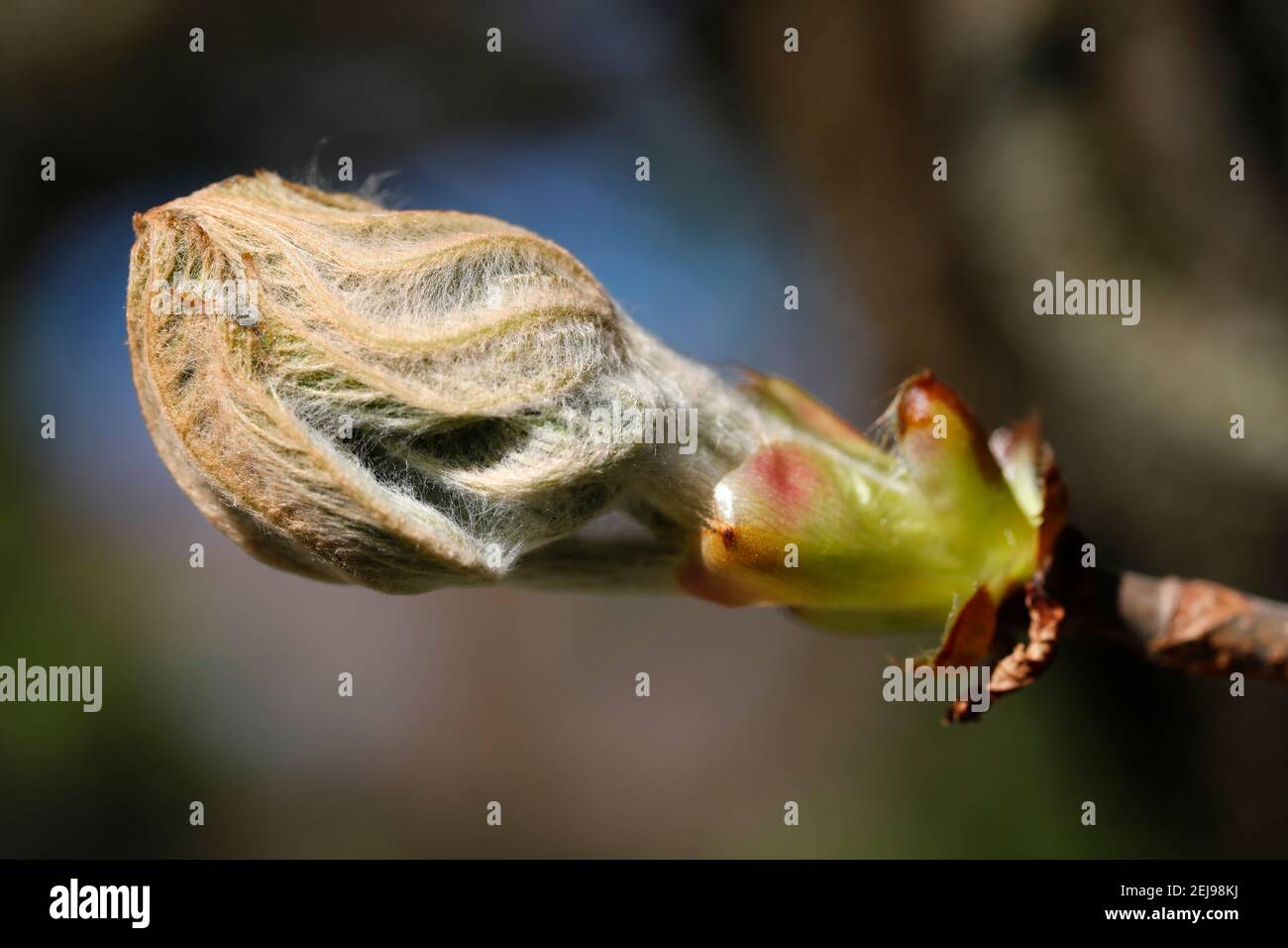 Bud of a chestnut leaf in spring Stock Photo