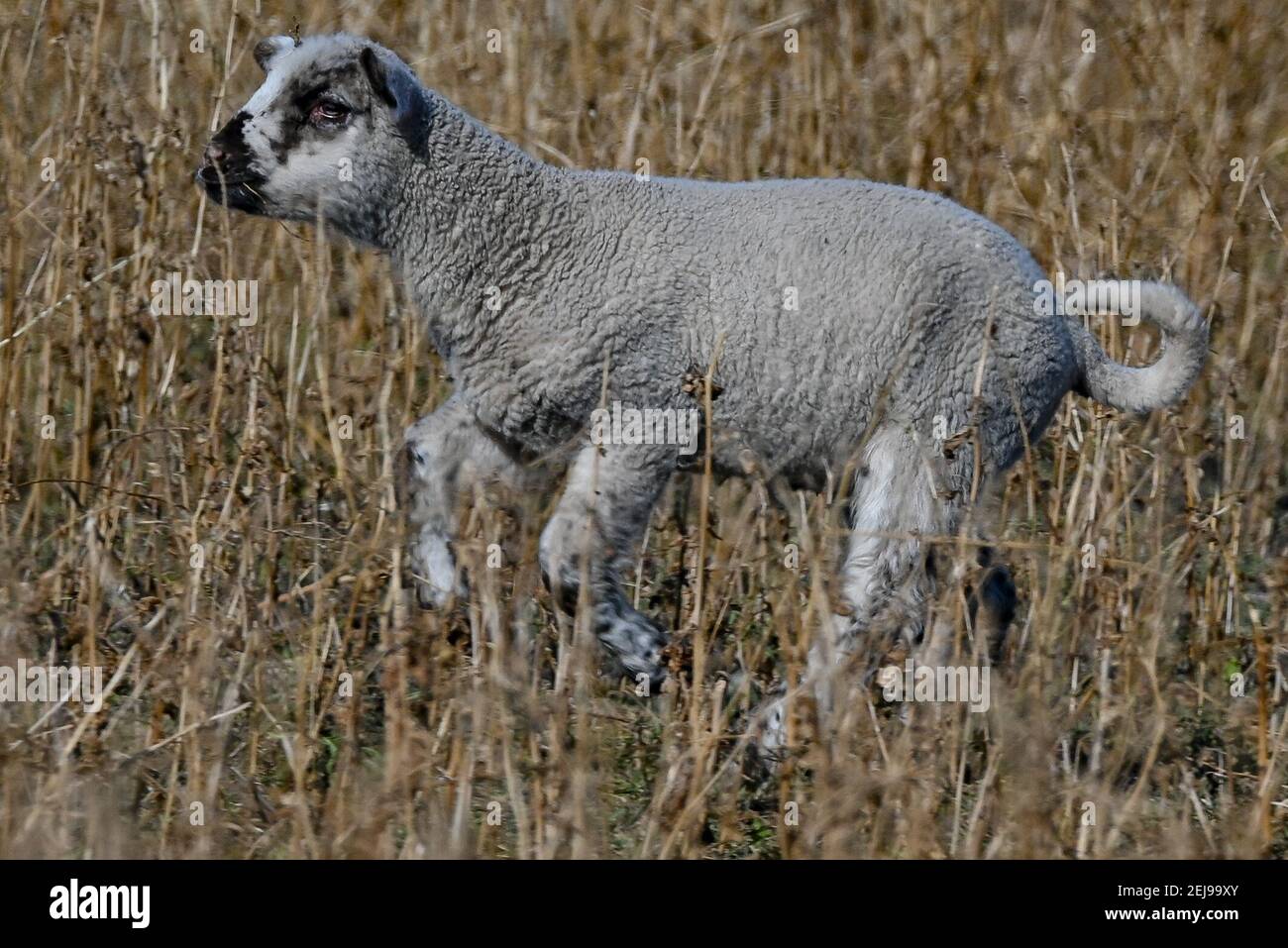 Sieversdorf, Germany. 22nd Feb, 2021. A lamb, also called Easter lamb