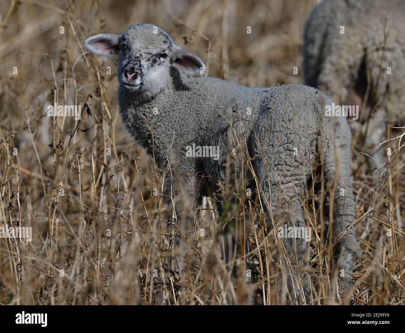Sieversdorf, Germany. 22nd Feb, 2021. A lamb, also called an Easter lamb,  stands in a pasture in the Oder-Spree district. The meaning of the word  paschal lamb refers to the fact that