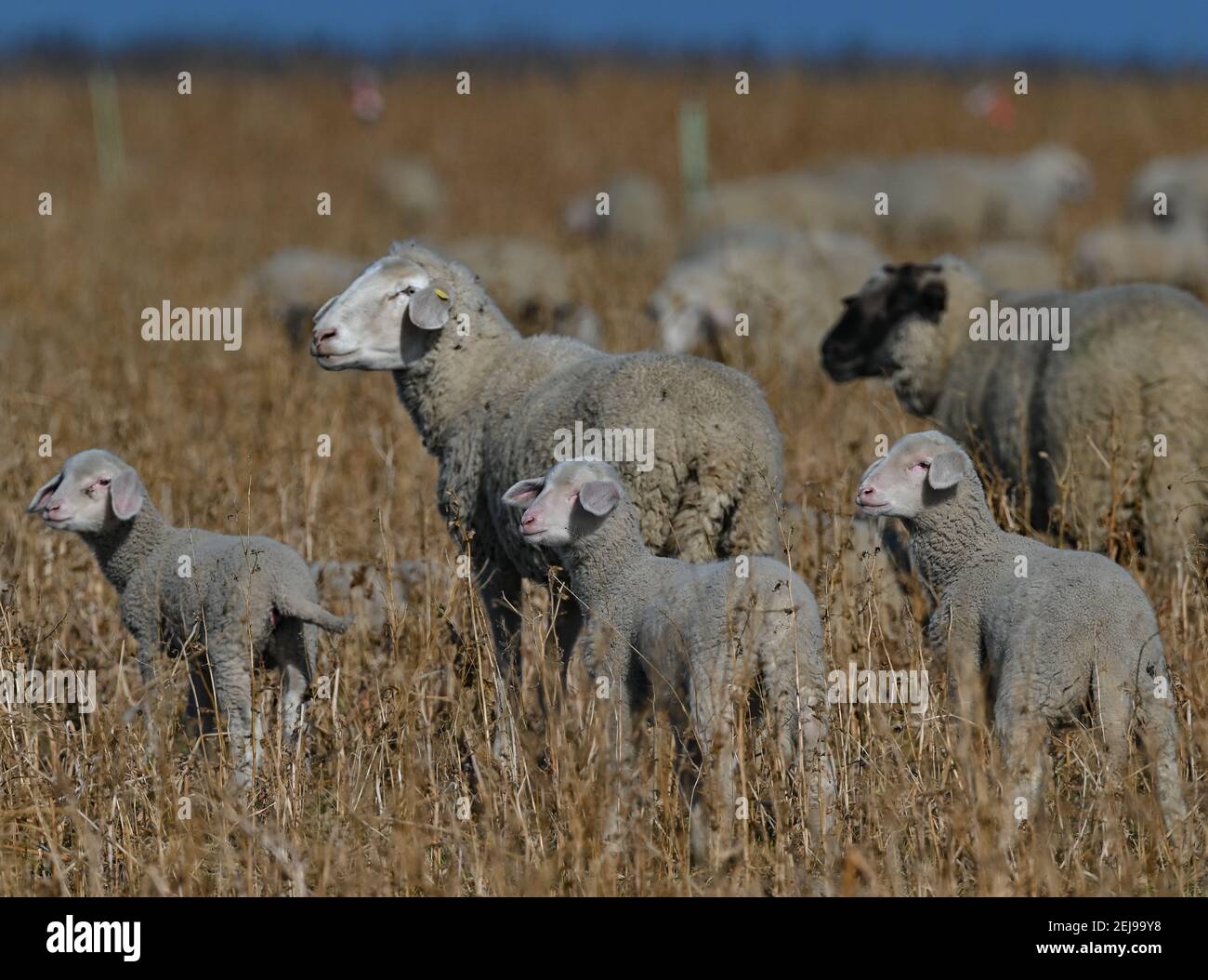 Sieversdorf, Germany. 22nd Feb, 2021. Three lambs, also called Easter lambs,  stand together with mother animals on a pasture in the district Oder-Spree.  The meaning of the word paschal lamb refers to