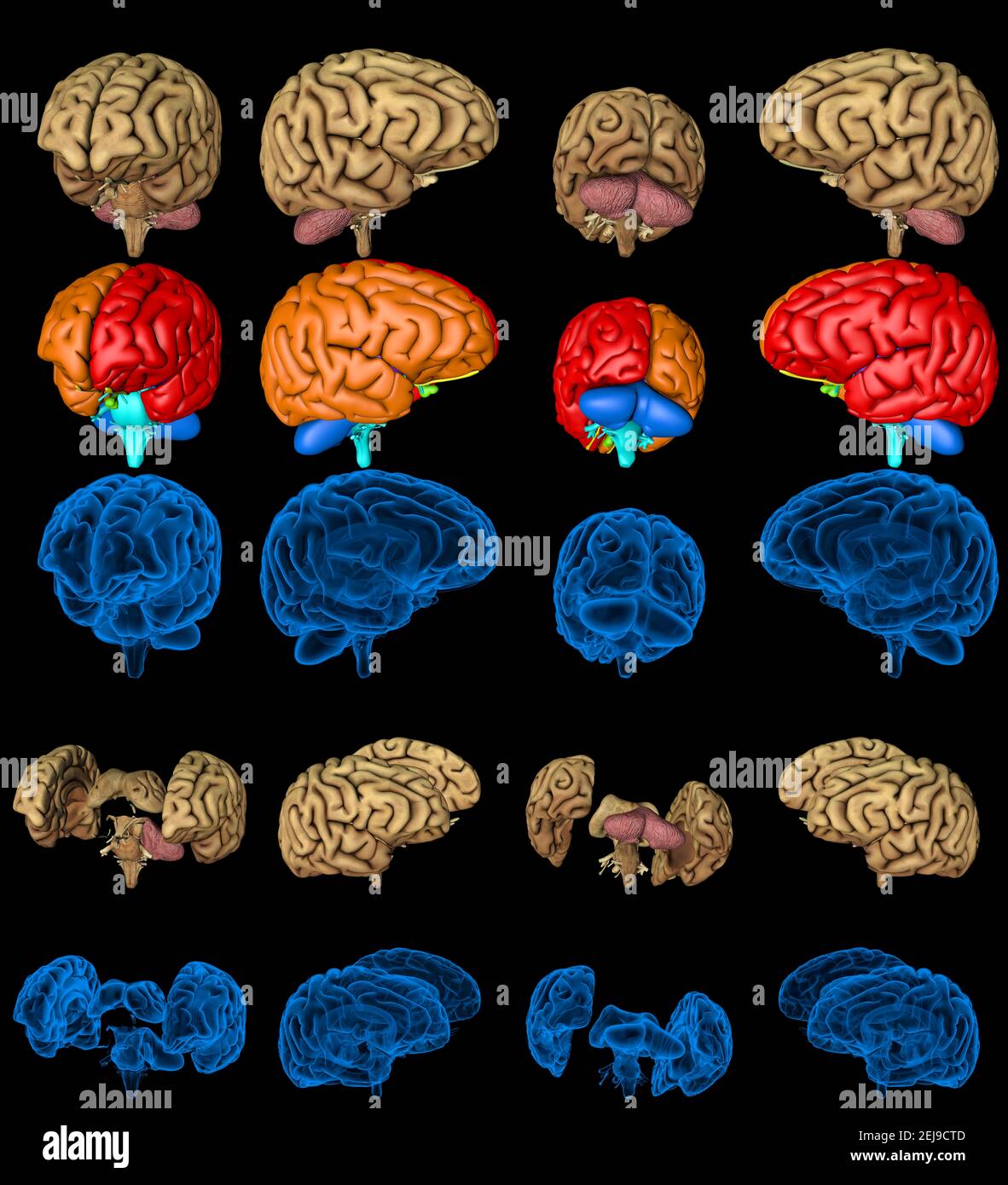 100 megapixels set - human brain with x-ray examination style image and ...