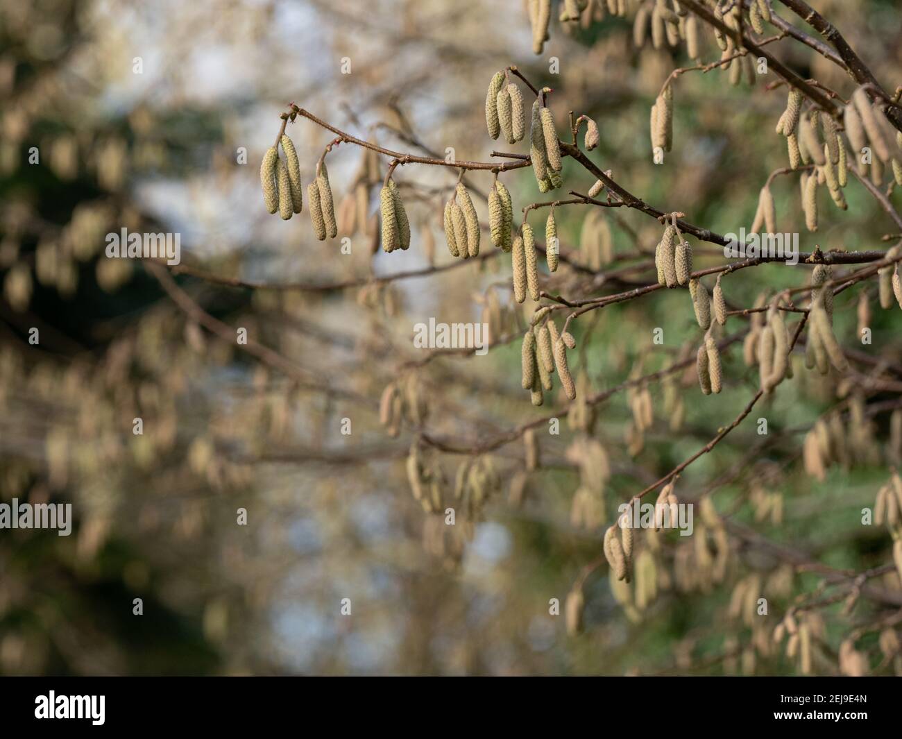 Hazel tree with first catkins of spring Stock Photo