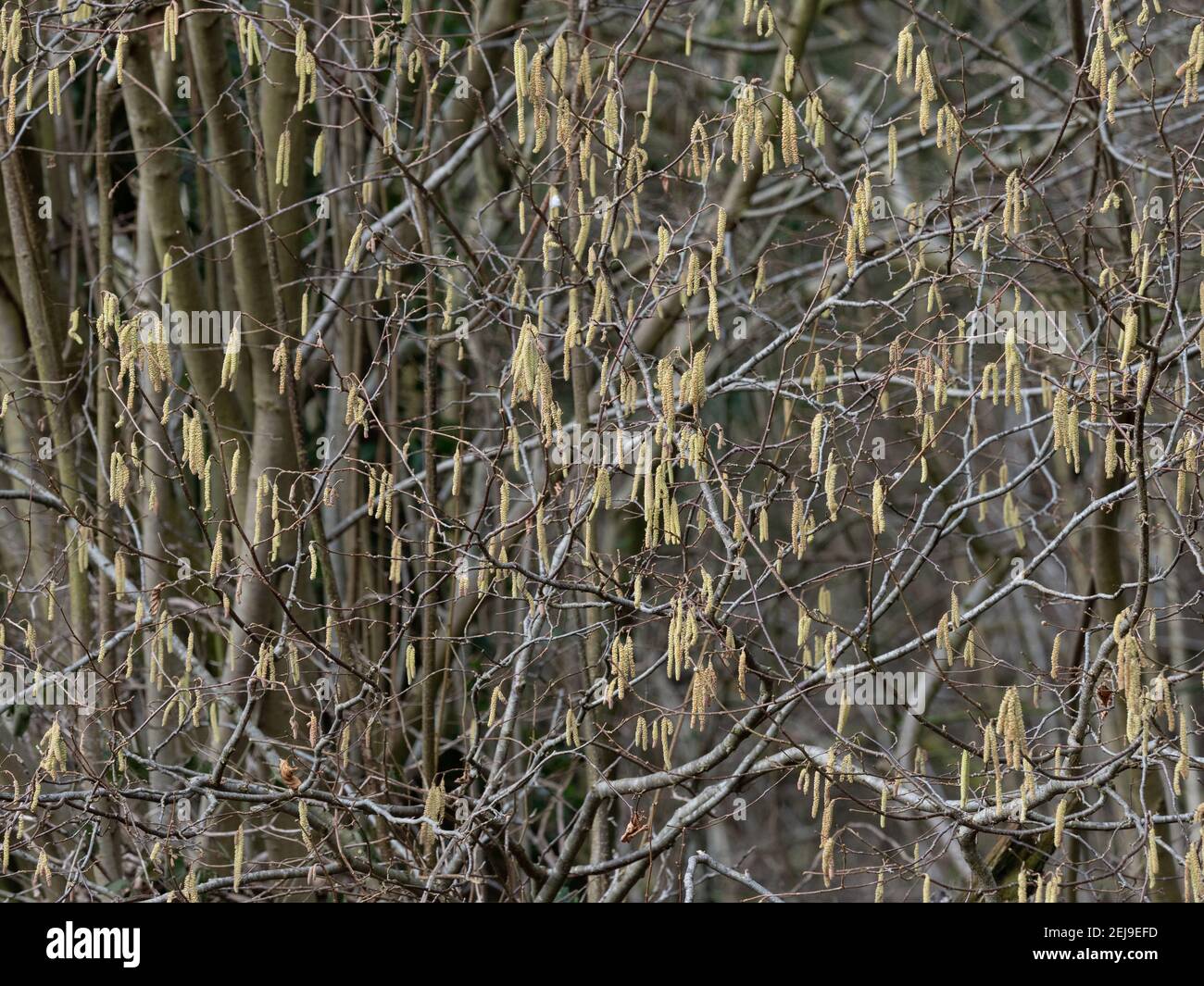 Hazel tree with first catkins of spring Stock Photo