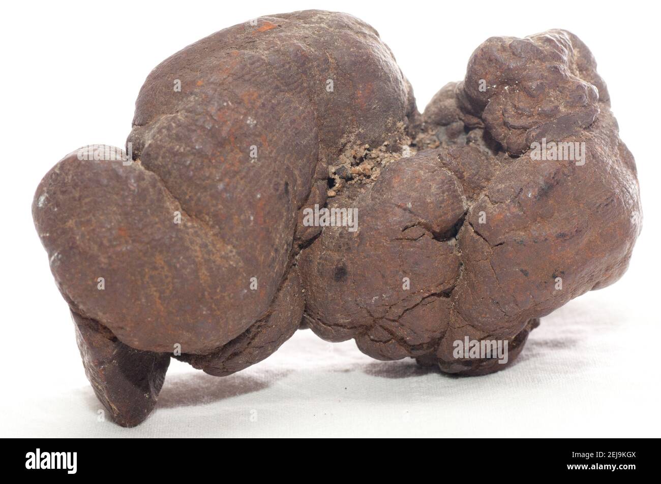 pseudocoprolite, fossilized dinosaur poop or feces Stock Photo Alamy