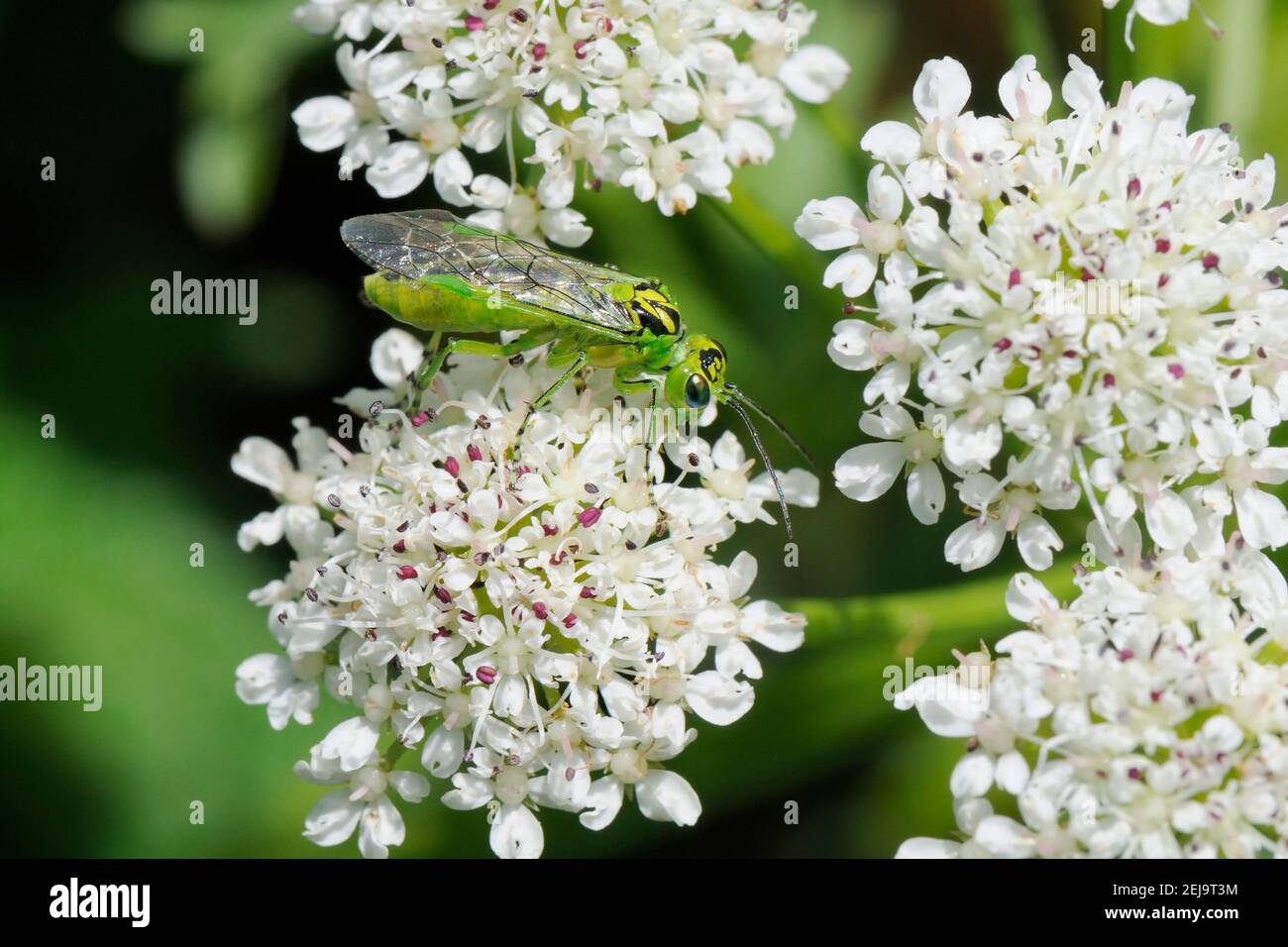 Green sawfly (Rhogogaster viridis) feeding on Hemlock water dropwort (Oenanthe crocata) flowers on a river bank,  Wiltshire, UK, June. Stock Photo