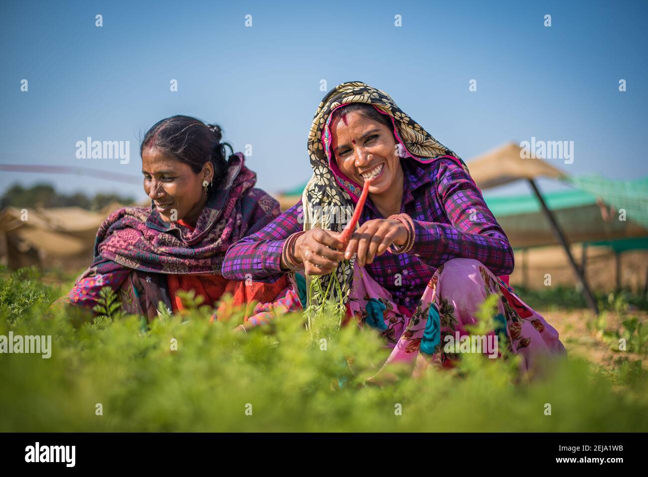 Rajasthan. India. 07-02-2018.Women working in vegetable plantation in rural community. Women apart of taking care of children, they have an important Stock Photo