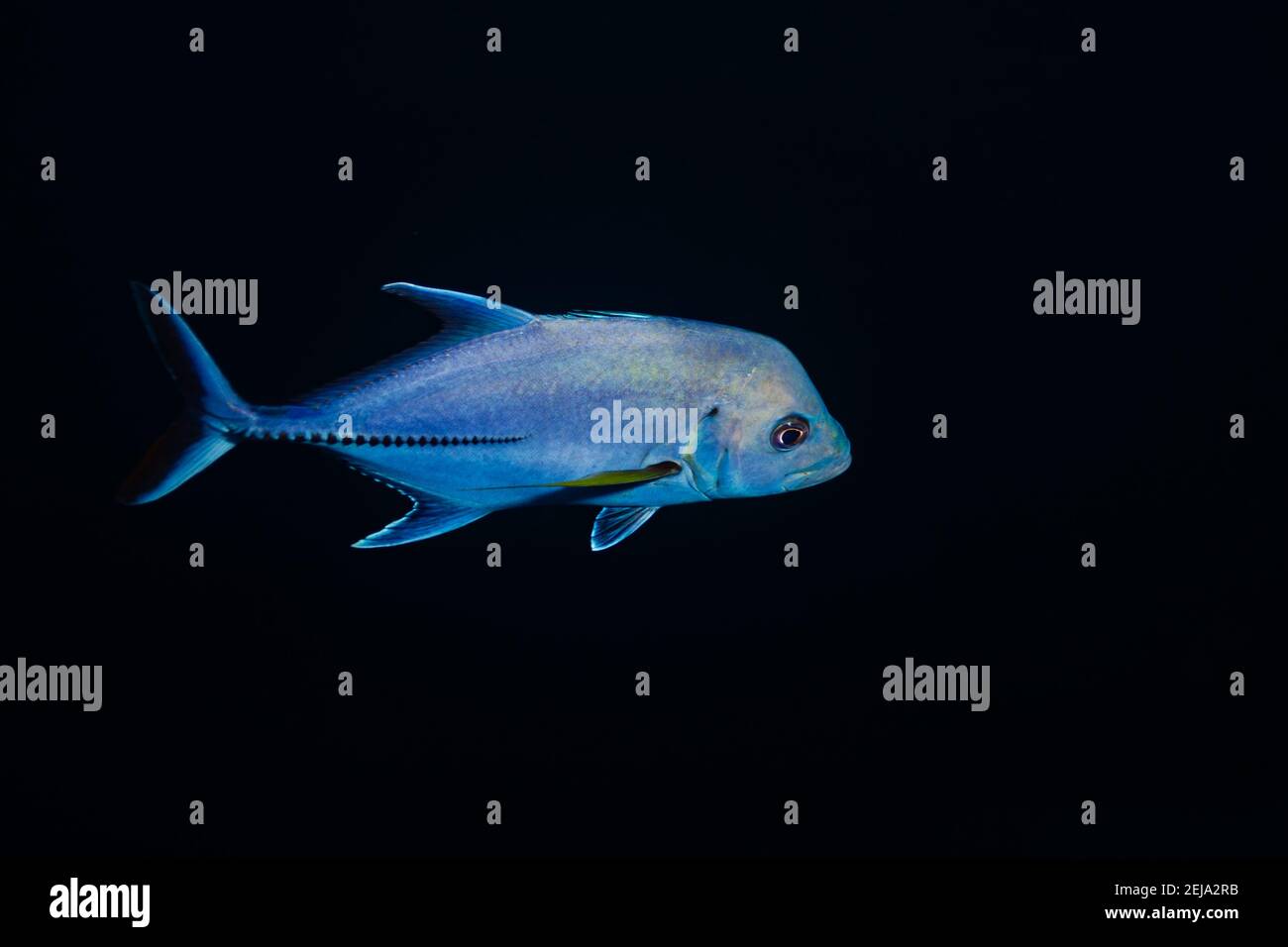 Brassy trevally, Caranx papuensis or Papuan fish isolated on black Stock Photo