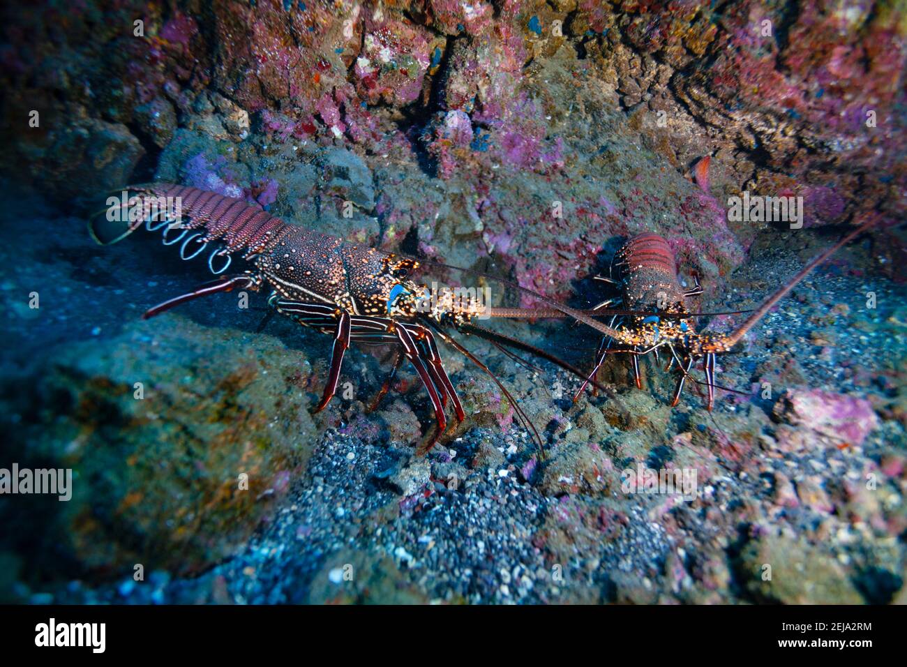 Side photo of two lobsters on the Pacific ocean floor fighting with each other Stock Photo